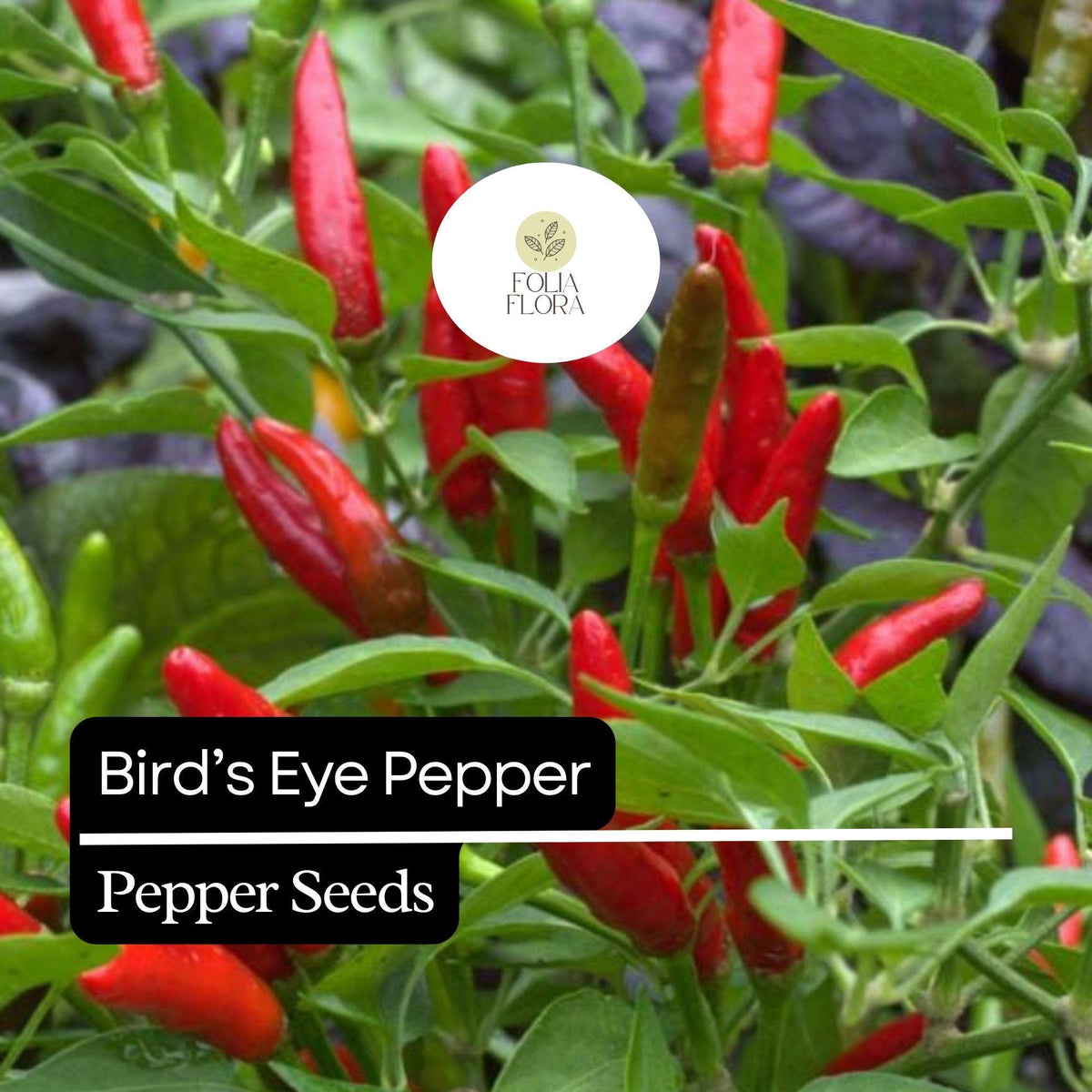 20 Bird’s Eye Pepper Seeds – Heirloom, Extra Spicy, Non-GMO, High Yield, Thai & African Chili Seeds