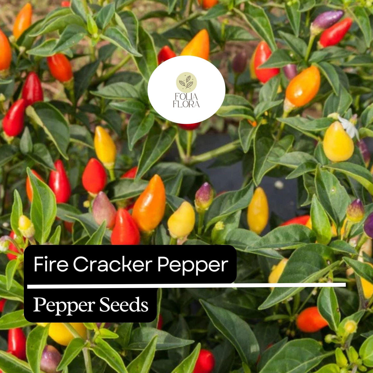 Firecracker Pepper Seeds – Heirloom, Non-GMO, High Yield, Compact, Edible Landscaping, Capsicum annuum