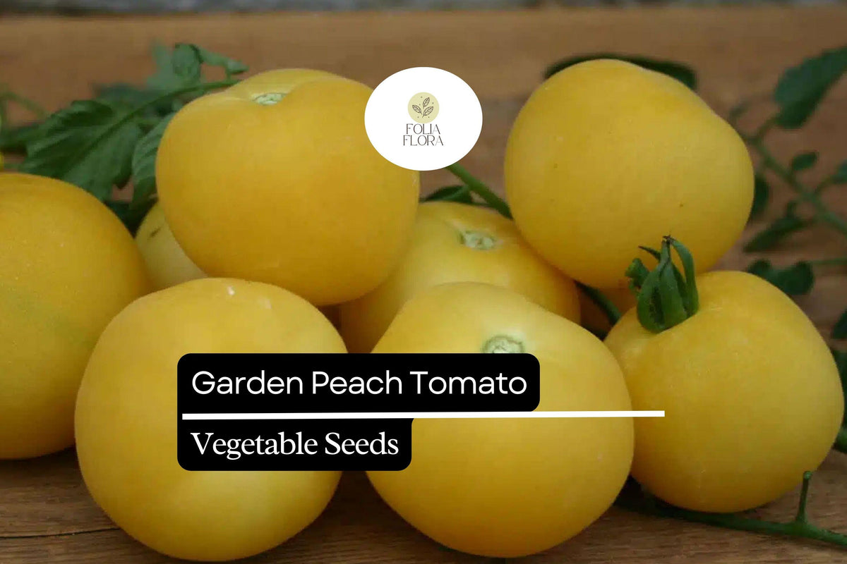 Garden Peach Tomato Seeds – Heirloom, Sweet & Juicy, Fuzzy Yellow Skin, Indeterminate, 30 Seeds