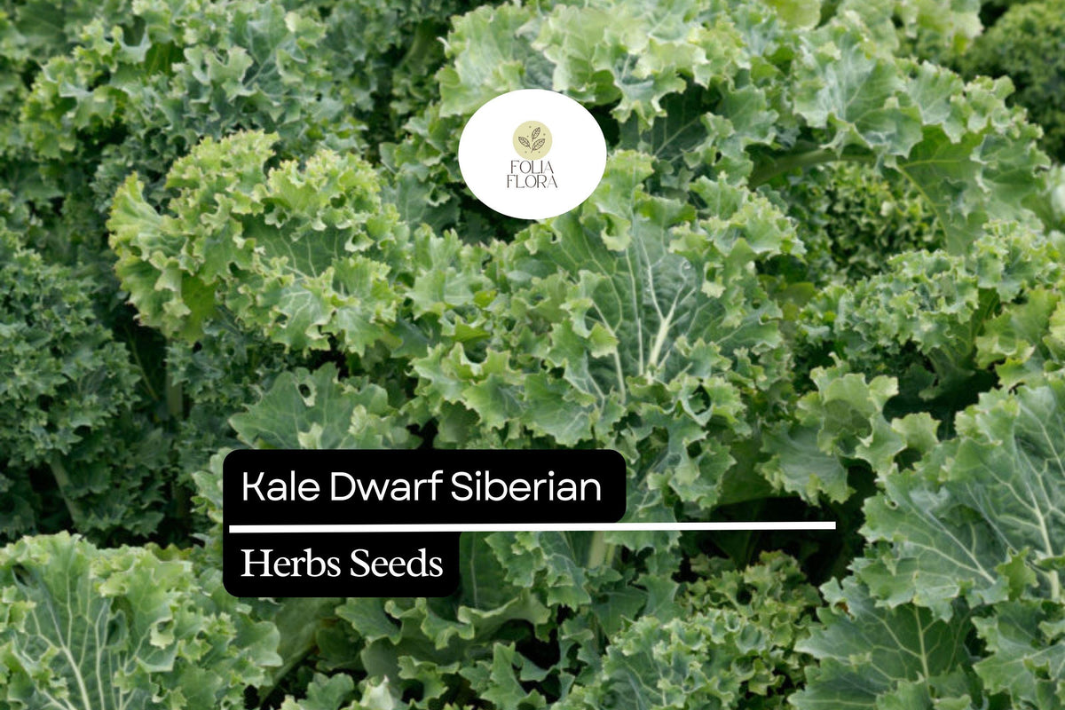 Dwarf Siberian Kale Seeds – Brassica napus – Cold-Hardy, Heirloom, Nutrient-Rich, Tender Leaves for Fall & Winter Gardening