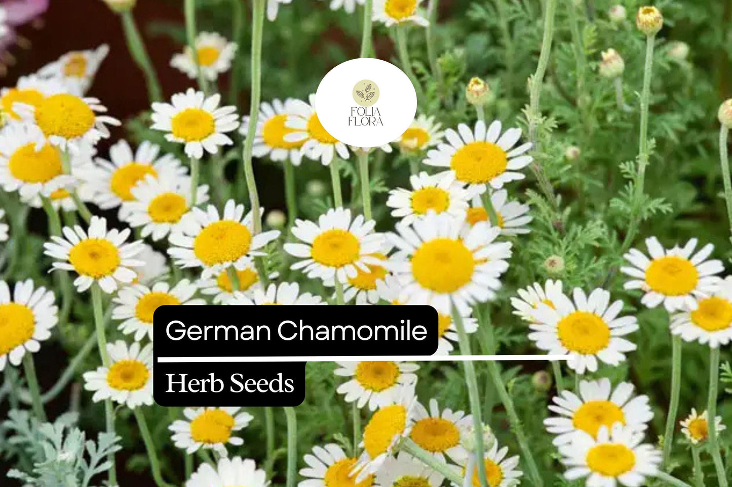 German Chamomile Herb Seeds – Matricaria chamomilla – Heirloom, Pollinator-Friendly, Easy to Grow, Aromatic, Medicinal, Tea, Skincare