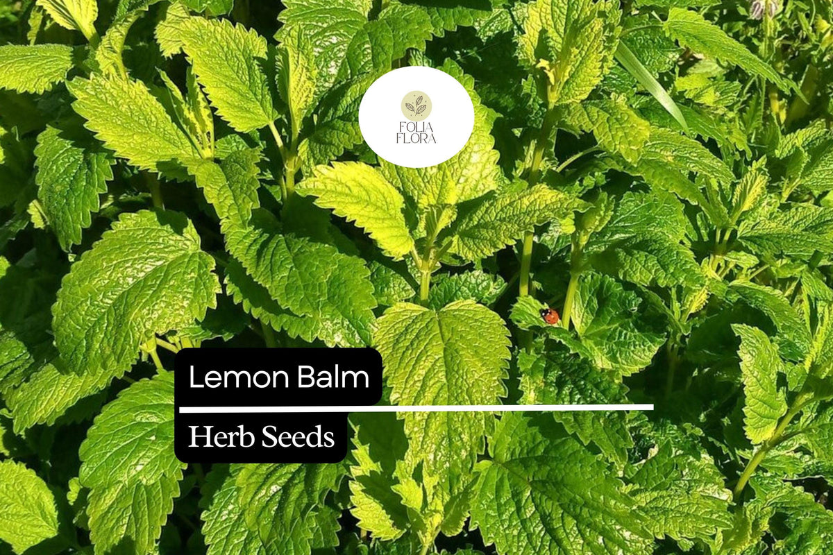 Lemon Balm Herb Seeds – Melissa officinalis – Heirloom, Fragrant, Perennial, Culinary & Tea Plant