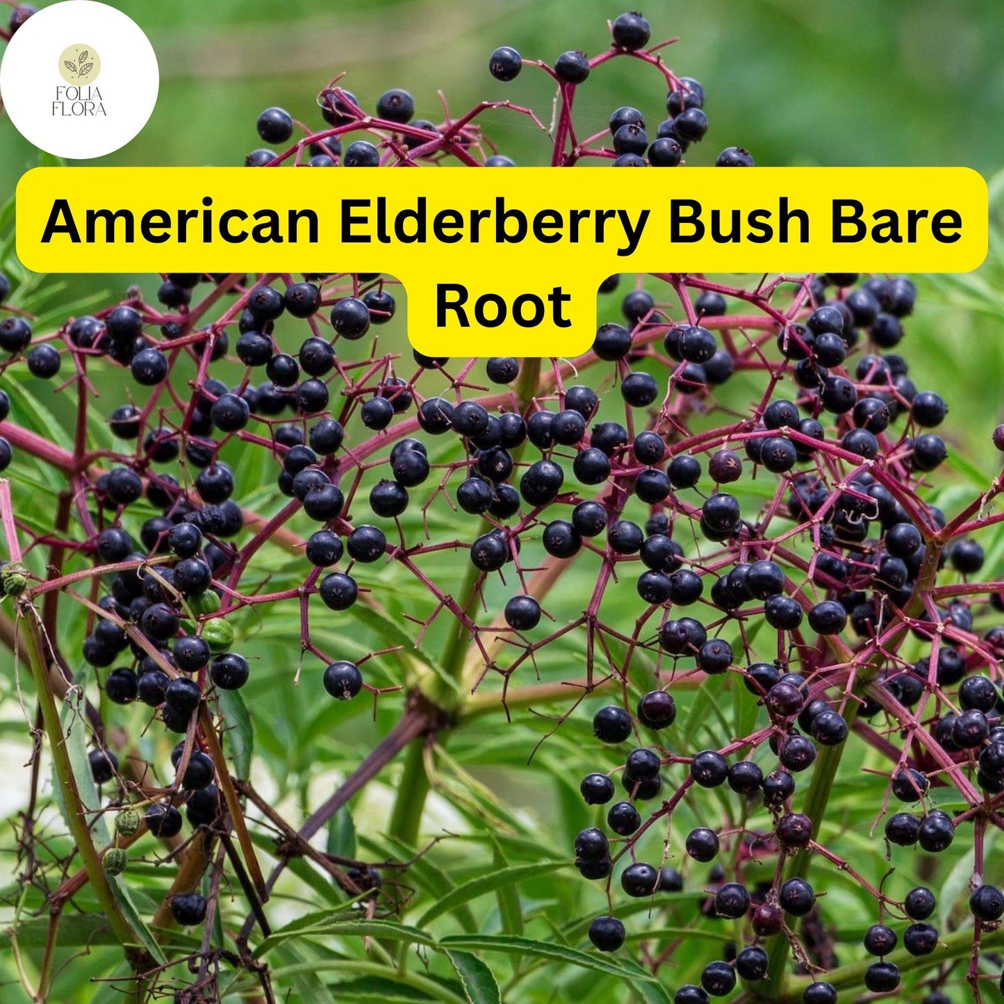 American Elderberry Bush Bare Root Plants – Edible Berries, Fragrant White Flowers, Wildlife-Friendly, Sambucus canadensis (2-Pack)