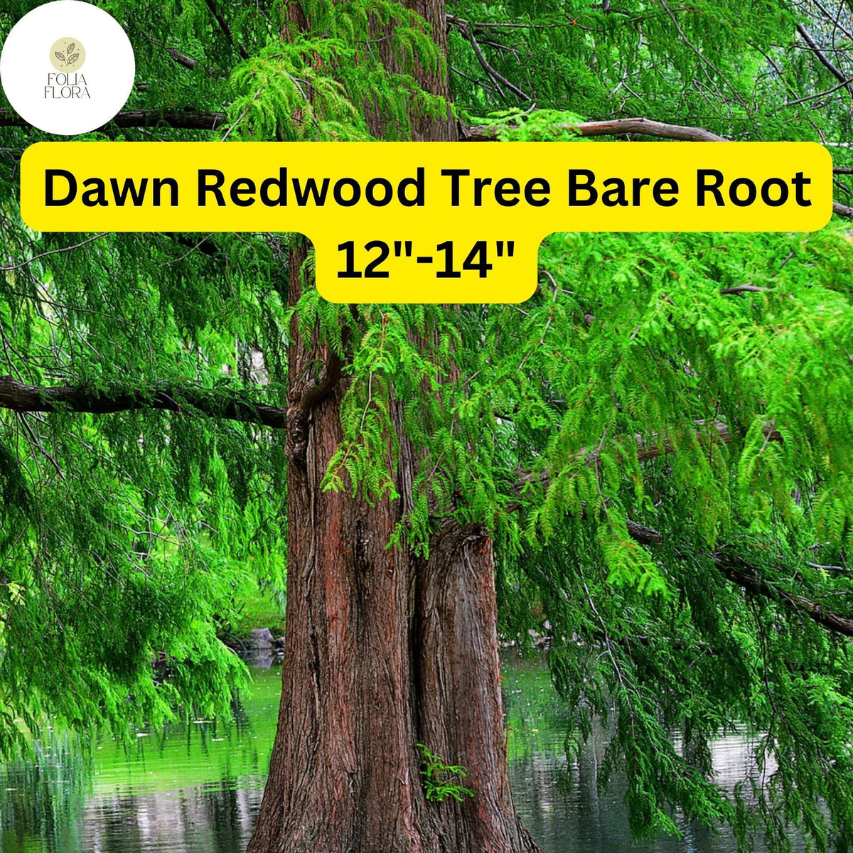 Dawn Redwood Tree Bare Root Plant 12-14" Metasequoia glyptostroboides Fast-Growing Ornamental Shade