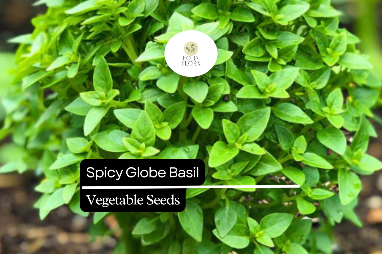Spicy Globe Basil Seeds – Heirloom Ocimum basilicum, Aromatic Compact Herb for Containers & Gardens