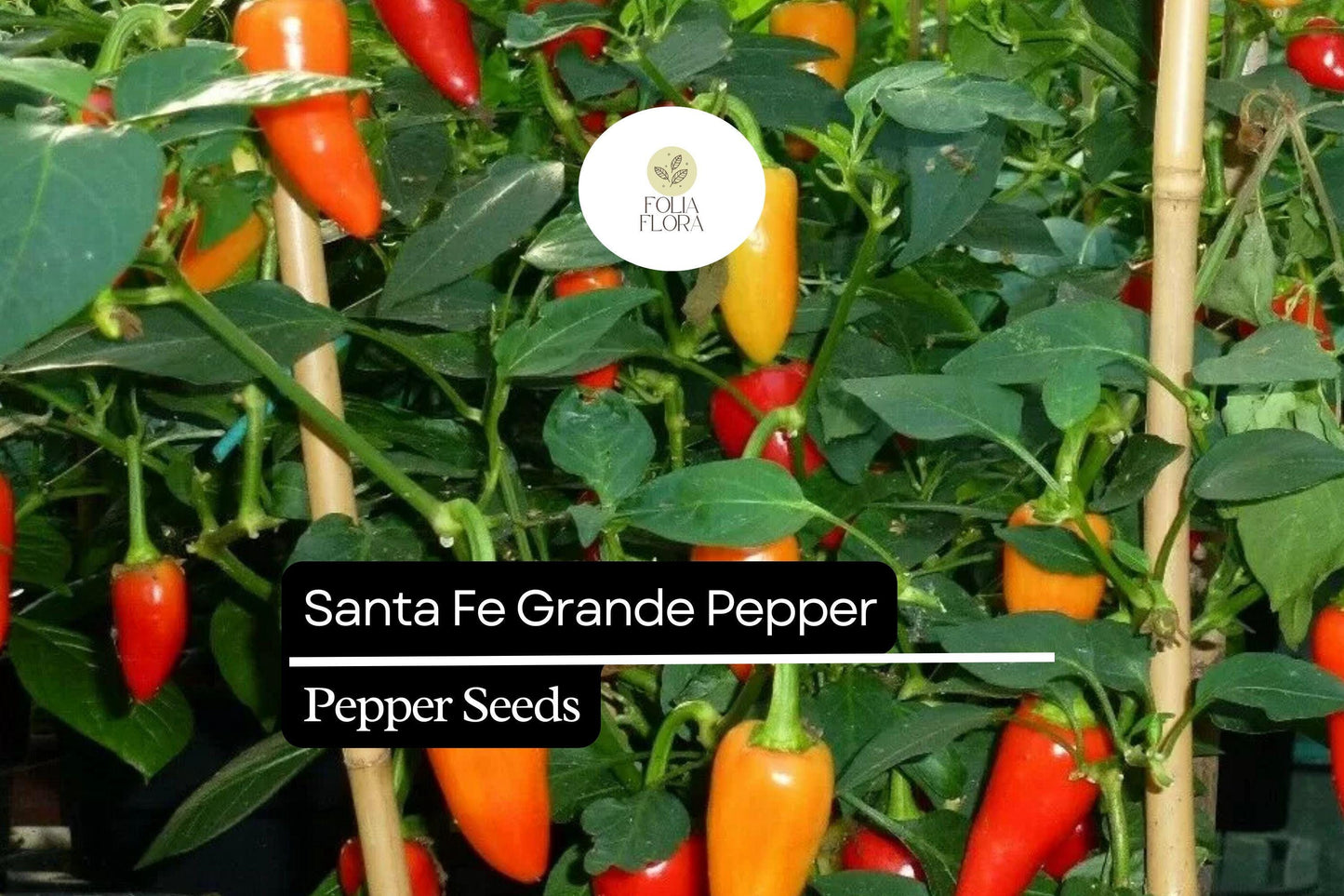 Santa Fe Grande Pepper Seeds – Heirloom Capsicum Annuum, Mildly Spicy, Colorful Ripening, High-Yield, 3-4 Inch Conical Peppers