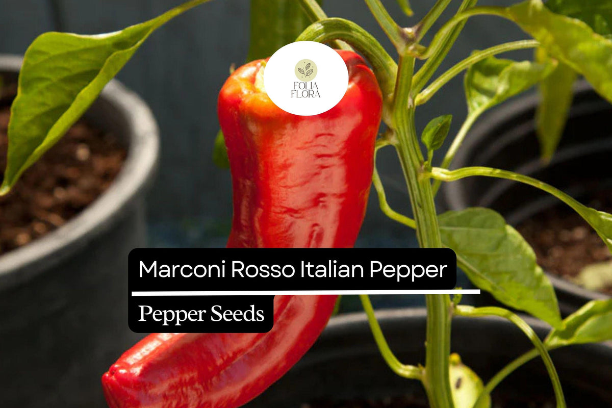 Marconi Rosso Italian Sweet Pepper Seeds – Heirloom, Non-GMO, High-Yielding, Thick-Walled Capsicum annuum