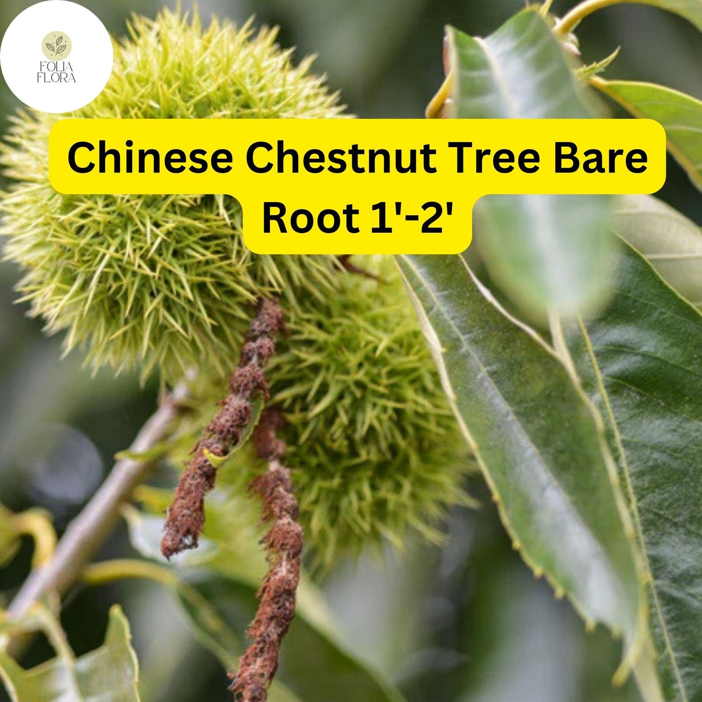 Chinese Chestnut Tree - Bare Root 2-Pack, Edible Nuts, Disease-Resistant, Full Sun, Zones 4-8, Castanea mollissima