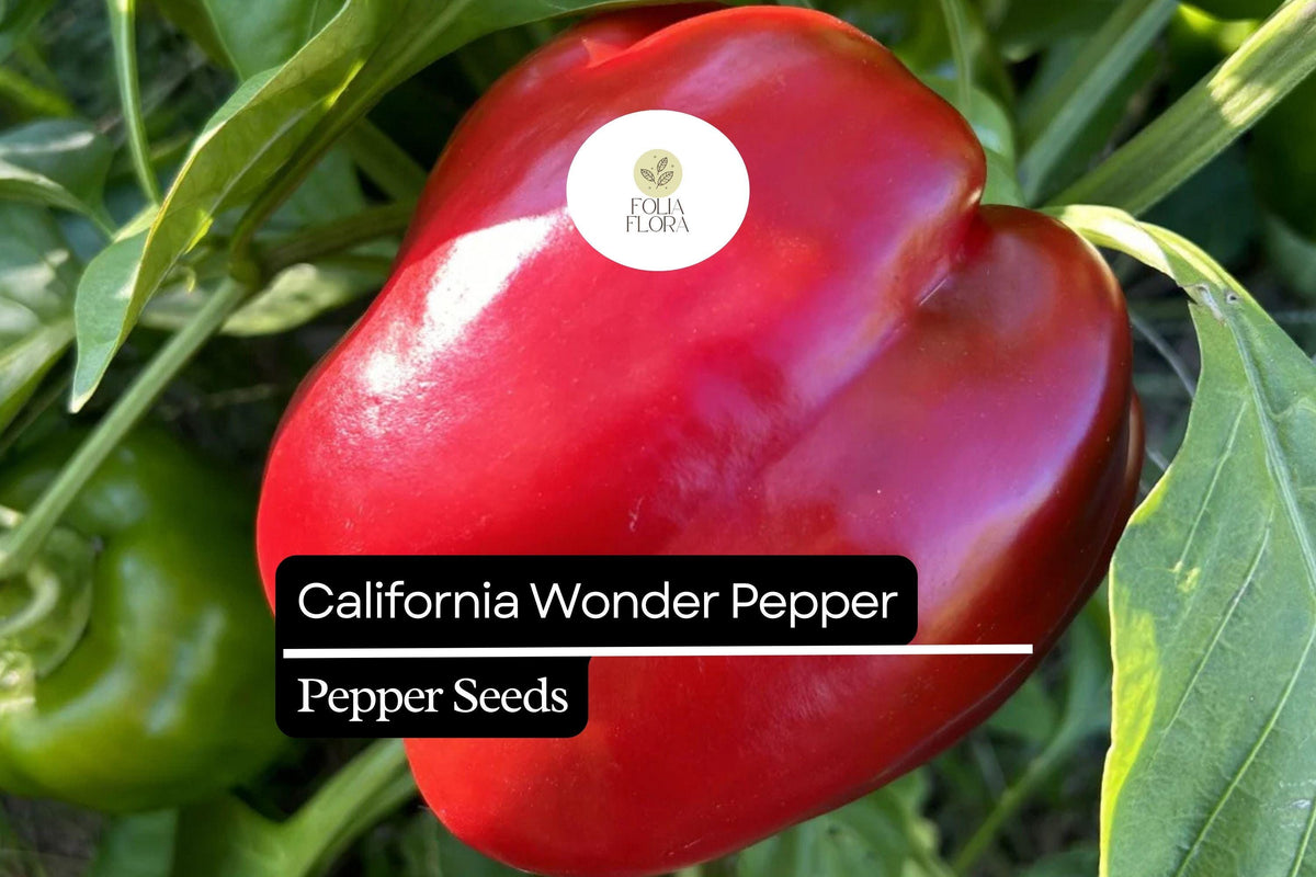 25 California Wonder Bell Pepper Seeds – Heirloom, Sweet & Crisp, High-Yielding, Capsicum annuum
