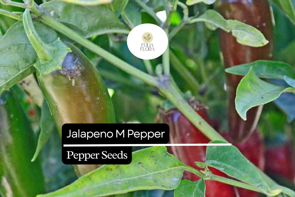 25 Jalapeño M Pepper Seeds – Heirloom, Spicy, High-Yielding, Capsicum annuum, Medium Heat, Thick-Walled Chili