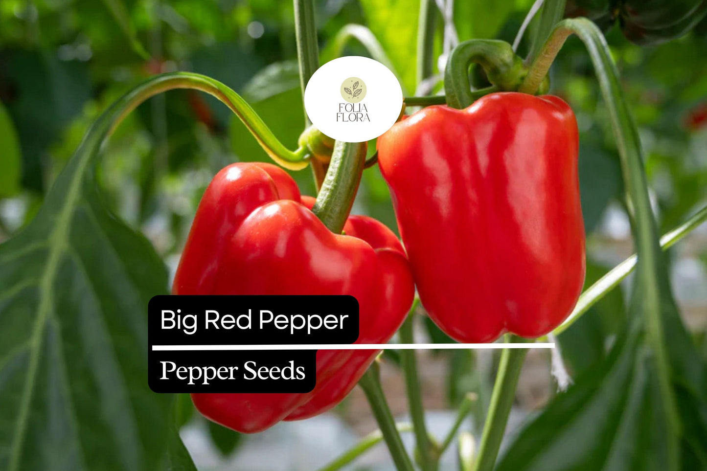 Big Red Pepper Seeds – Heirloom, Sweet, High-Yield Bell Pepper (Capsicum annuum) for Cooking & Fresh Eating