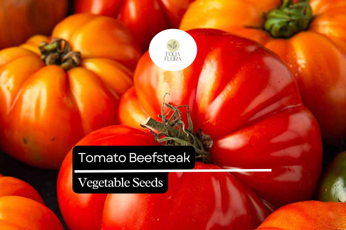 Beefsteak Tomato Seeds – Heirloom, Large Juicy Slicing Tomatoes – Solanum lycopersicum