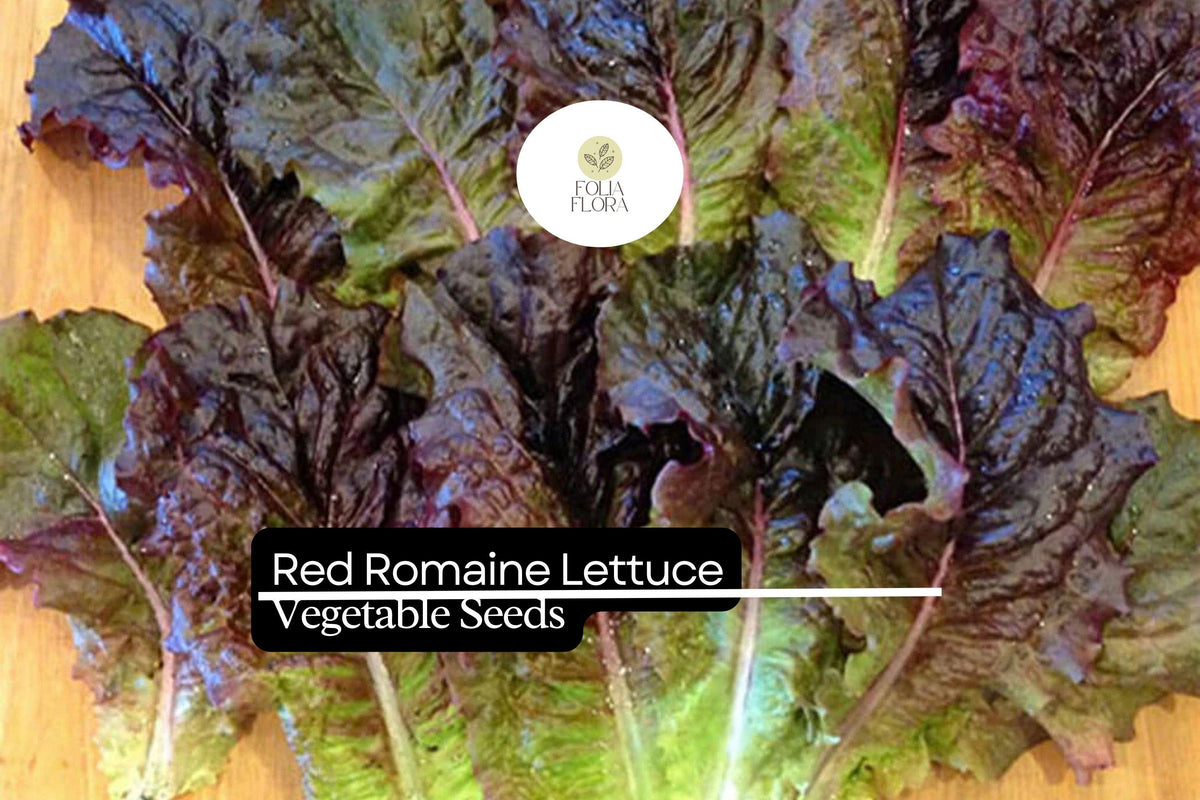 1000 Red Romaine Lettuce Seeds – Heirloom, Heat Tolerant, Cut-and-Come-Again, Lactuca sativa