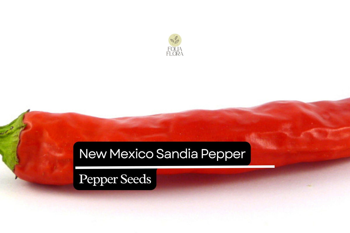 25 New Mexico Sandia Pepper Seeds – Heirloom, Mild-Medium Heat, Capsicum annuum, for Roasting, Drying, and Culinary Use