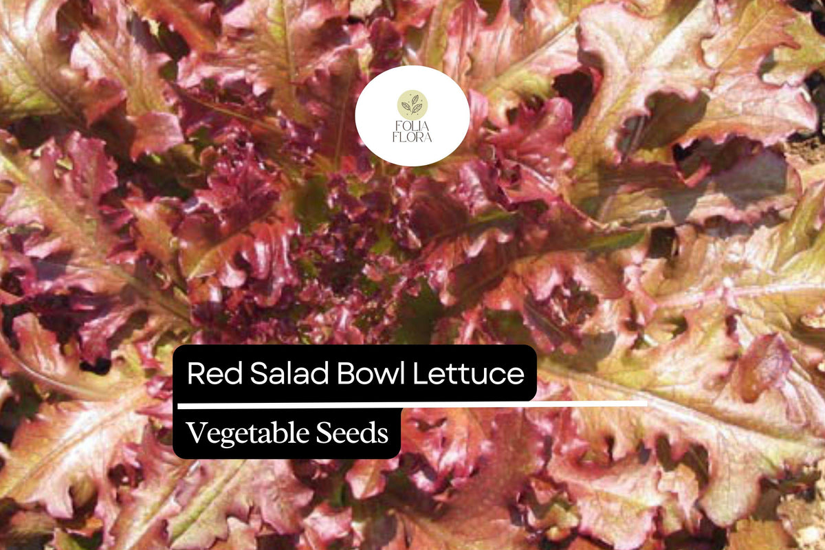 Red Salad Bowl Lettuce Seeds – Heirloom, Non-GMO, Oakleaf, Deep Red, Fast-Growing Lactuca sativa