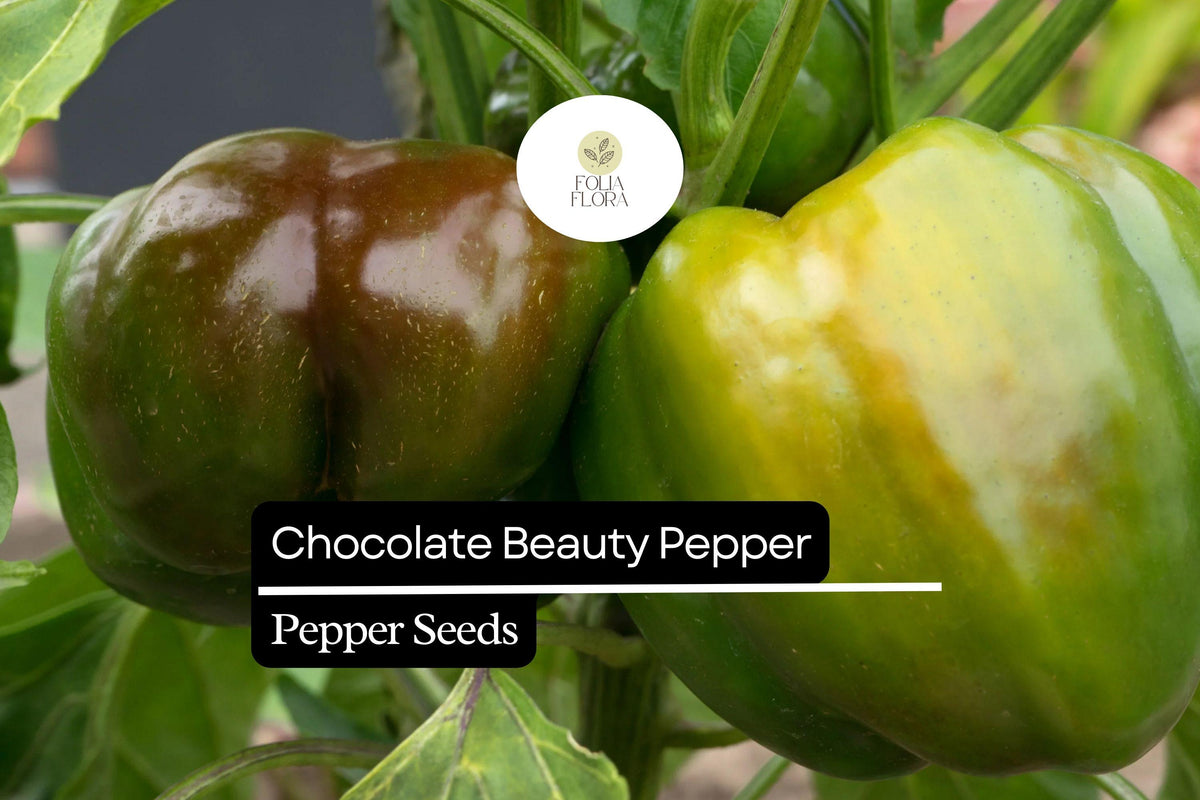 25 Chocolate Beauty Pepper Seeds – Heirloom Capsicum Annuum, Sweet Bell, Brown Color, Non-GMO, Full Sun, Container Friendly