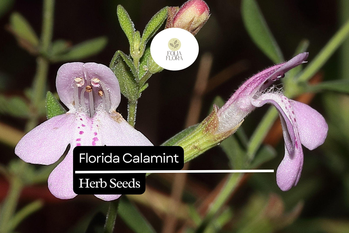Florida Calamint Herb Seeds – Fragrant Lavender Blooms, Pollinator-Friendly, Drought-Tolerant, Clinopodium dentatum, 25 Pack