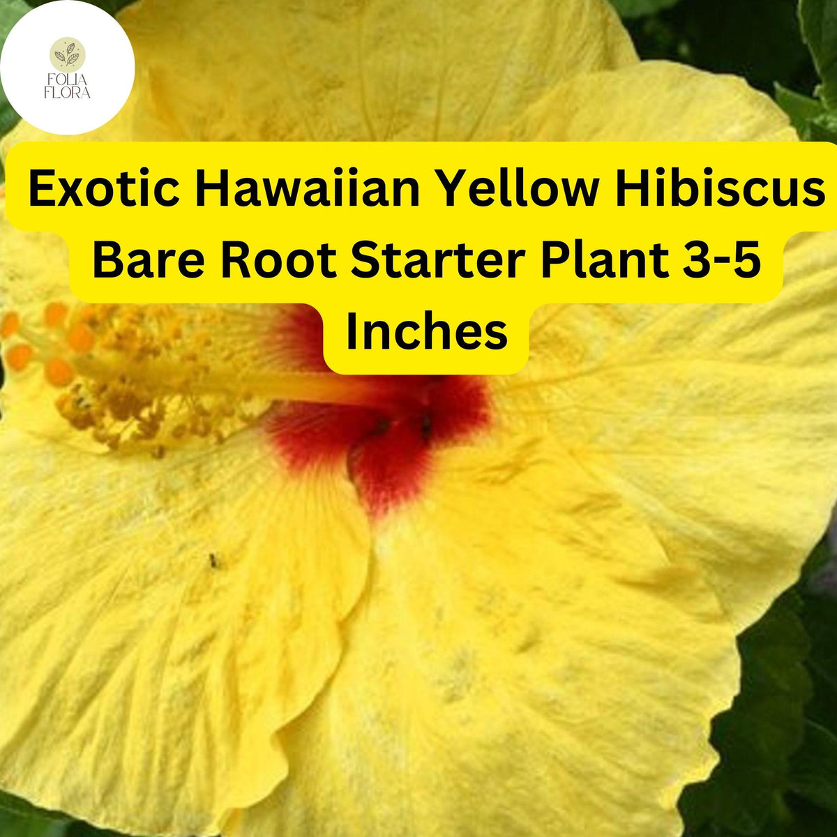 Exotic Yellow Hibiscus Plant – Hawaiian Yellow, Bare Root Starter, Tropical Flower, Hibiscus rosa-sinensis