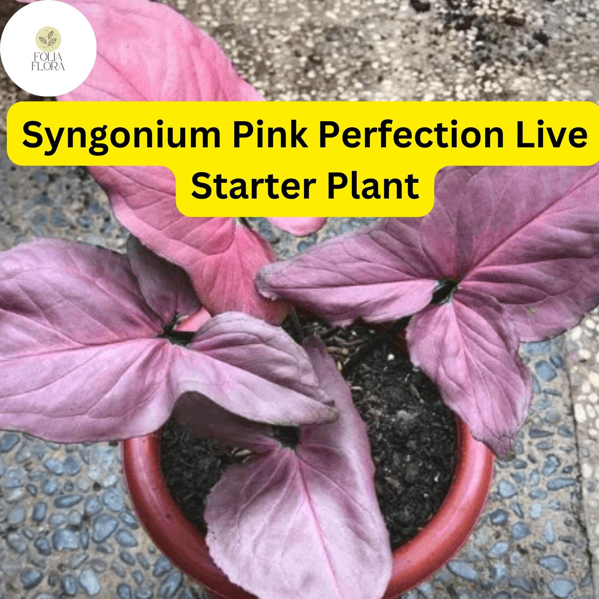 Syngonium podophyllum 'Pink Perfection' - Live Pink Arrowhead Plant in 4" Pot - Rare Pink Foliage Indoor Houseplant