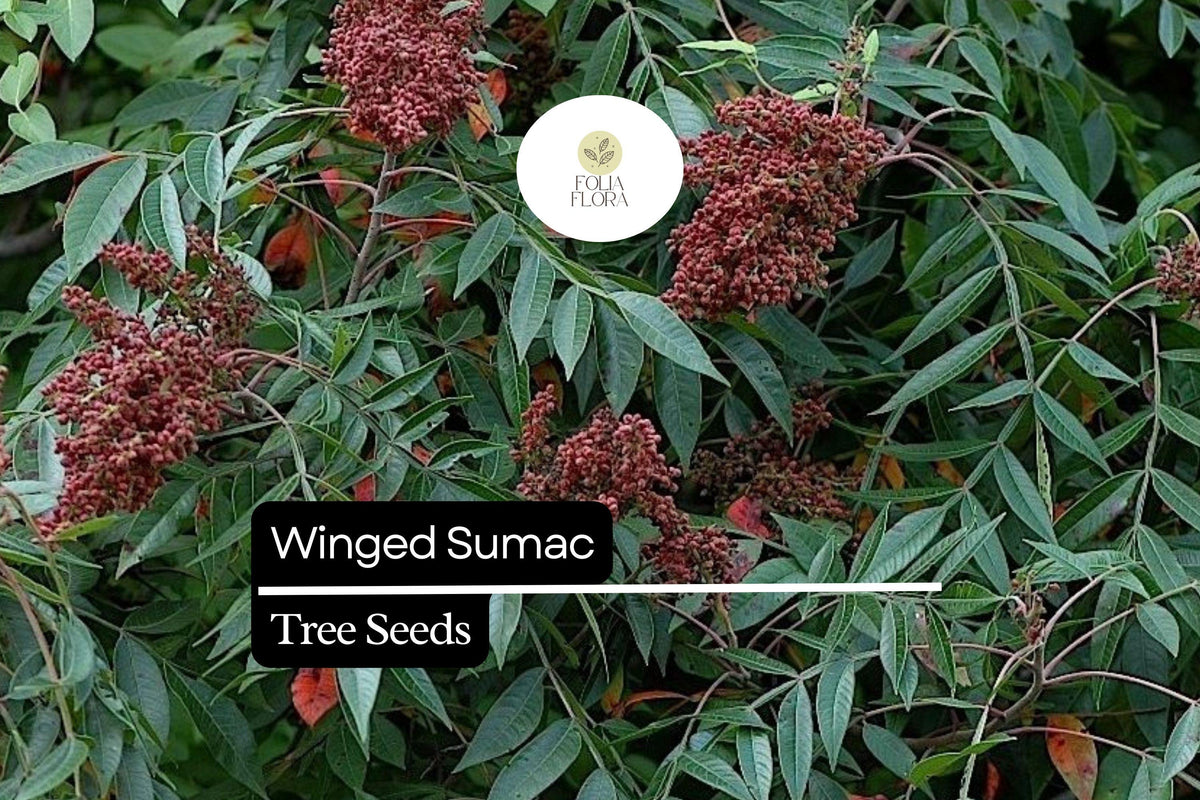 Winged Sumac Seeds – Rhus copallinum – Native Drought-Tolerant Shrub for Wildlife, Fall Foliage, Pollinator Garden, Erosion Control