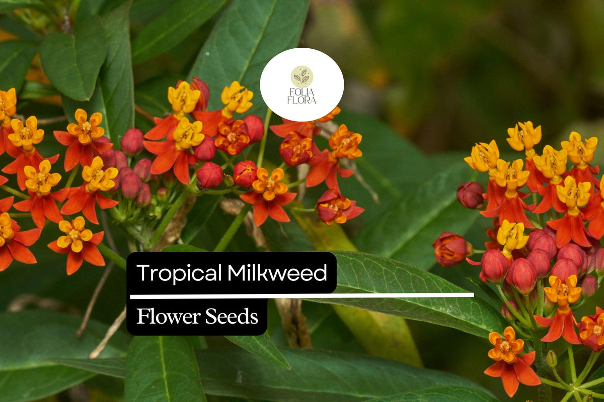 Tropical Milkweed Seeds, Red-Orange Flowers, Monarch Host Plant, Asclepias curassavica, Pollinator-Friendly, Drought-Tolerant