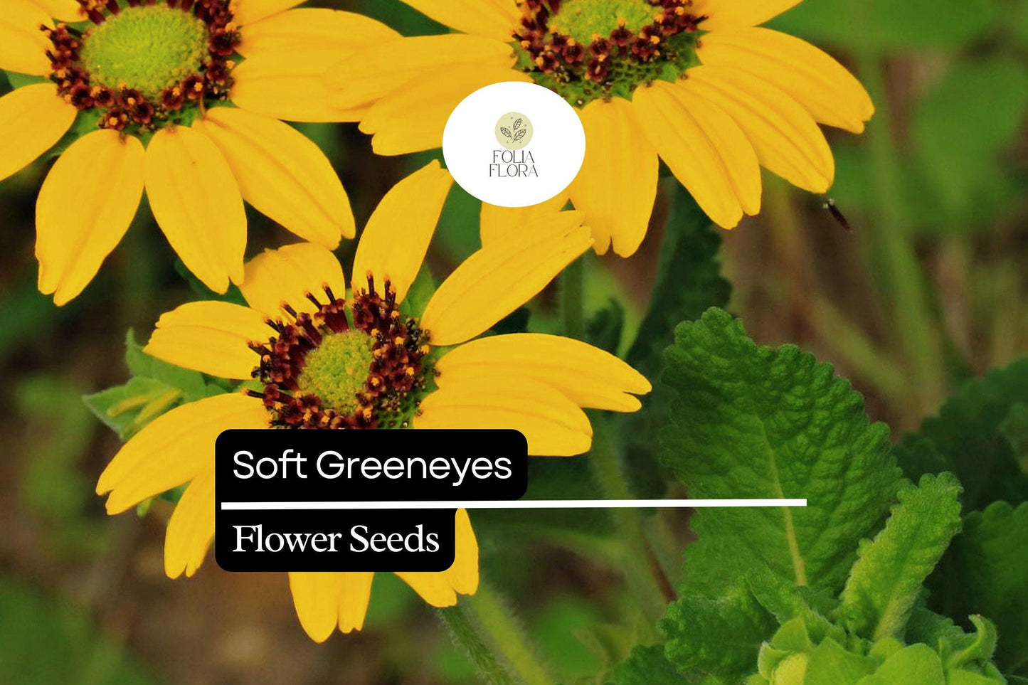 Soft Greeneyes Seeds - 15 Pack | Fragrant Chocolate Daisy (Berlandiera betonicifolia) | Pollinator-Friendly Wildflower