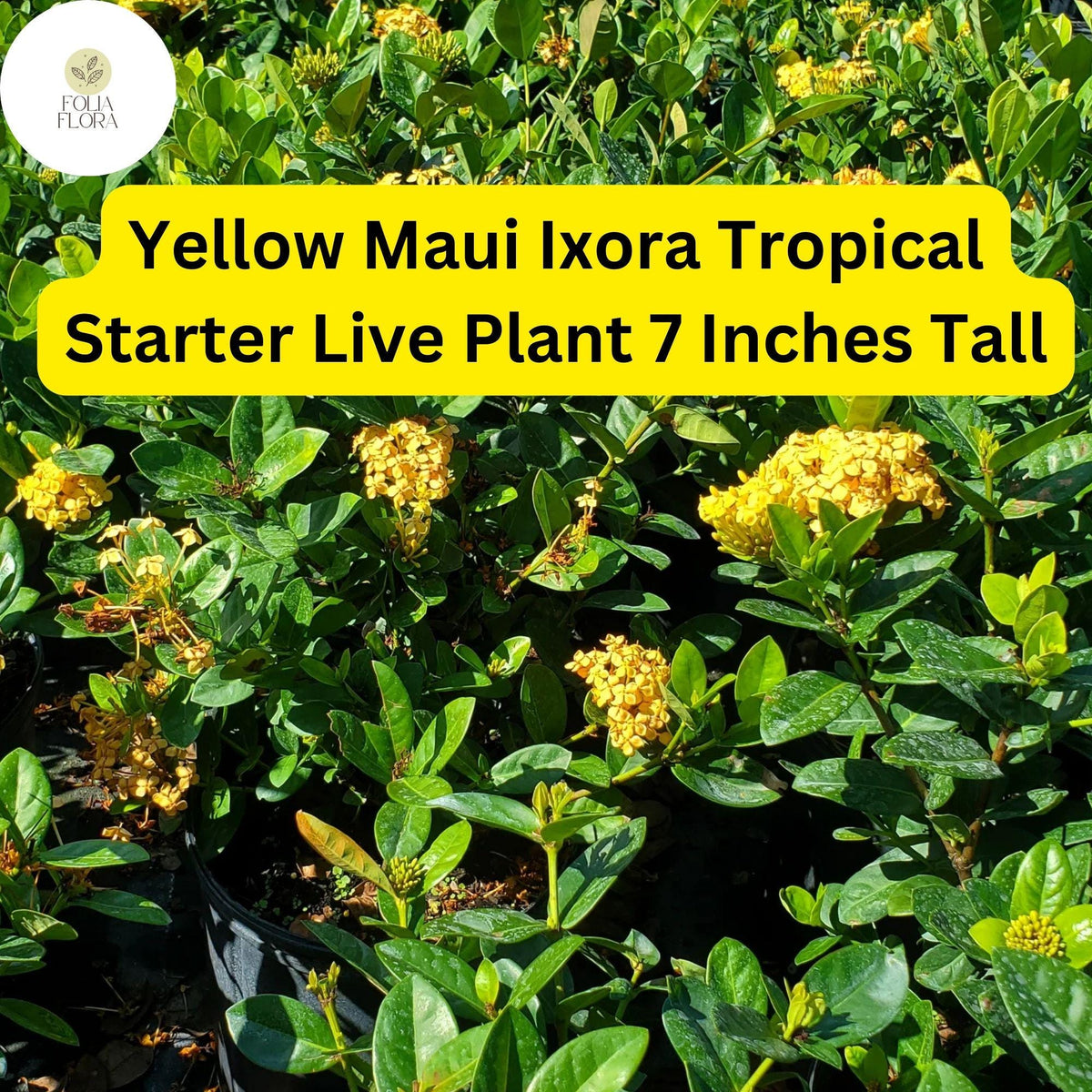 Yellow Maui Ixora Plant – Tropical Live Starter Shrub with Bright Yellow Flowers, Evergreen, Butterfly Attractor, 7 Inches