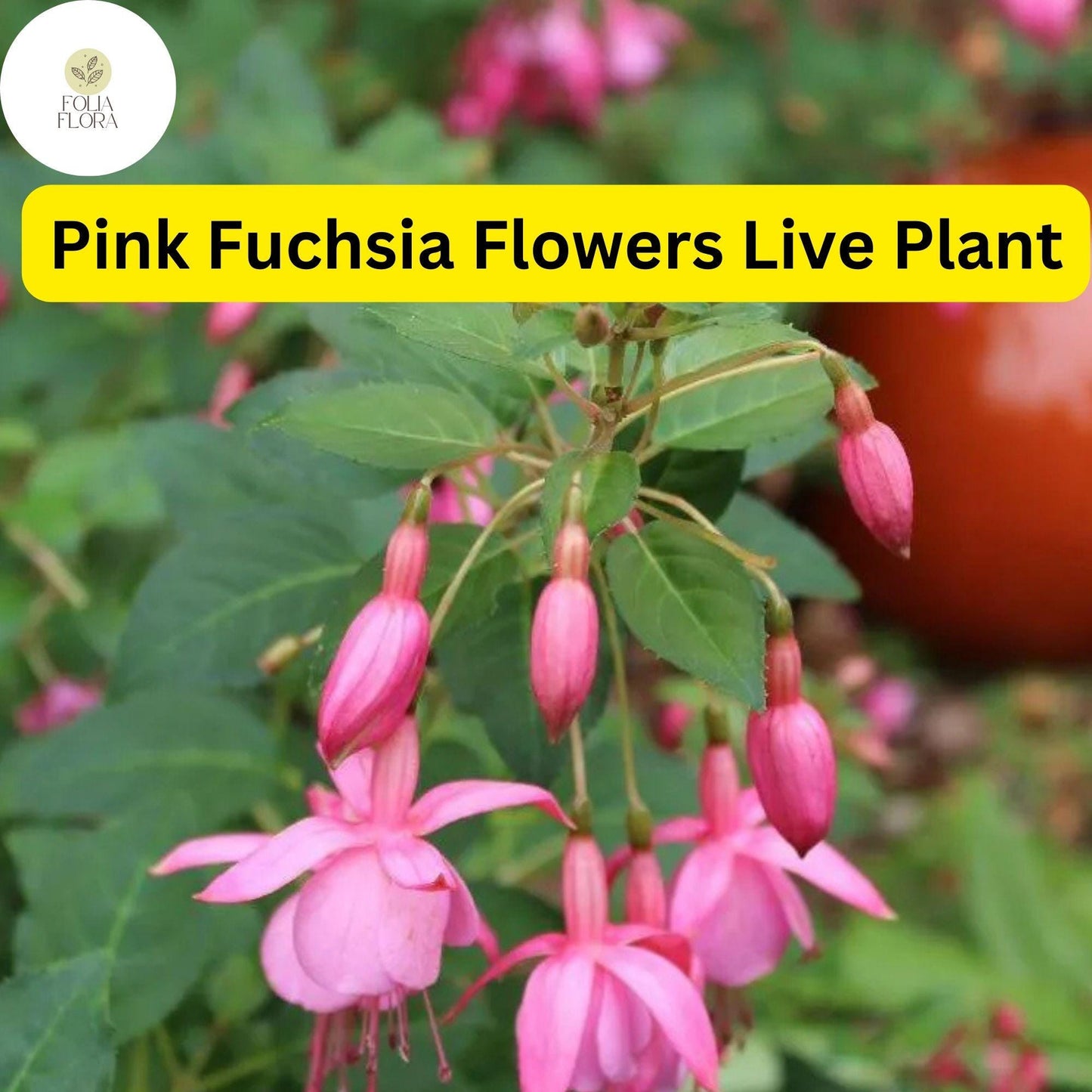 Pink Anthurium Plant in 4-Inch Pot | Flowering Tropical Houseplant with Fuchsia Flowers | Anthurium andraeanum