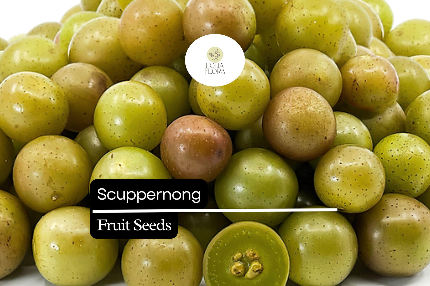 Scuppernong Grape Seeds – Vitis rotundifolia, Edible, High-Yield Muscadine, Bronze Fruit, Drought-Tolerant Vine, 5 Seeds