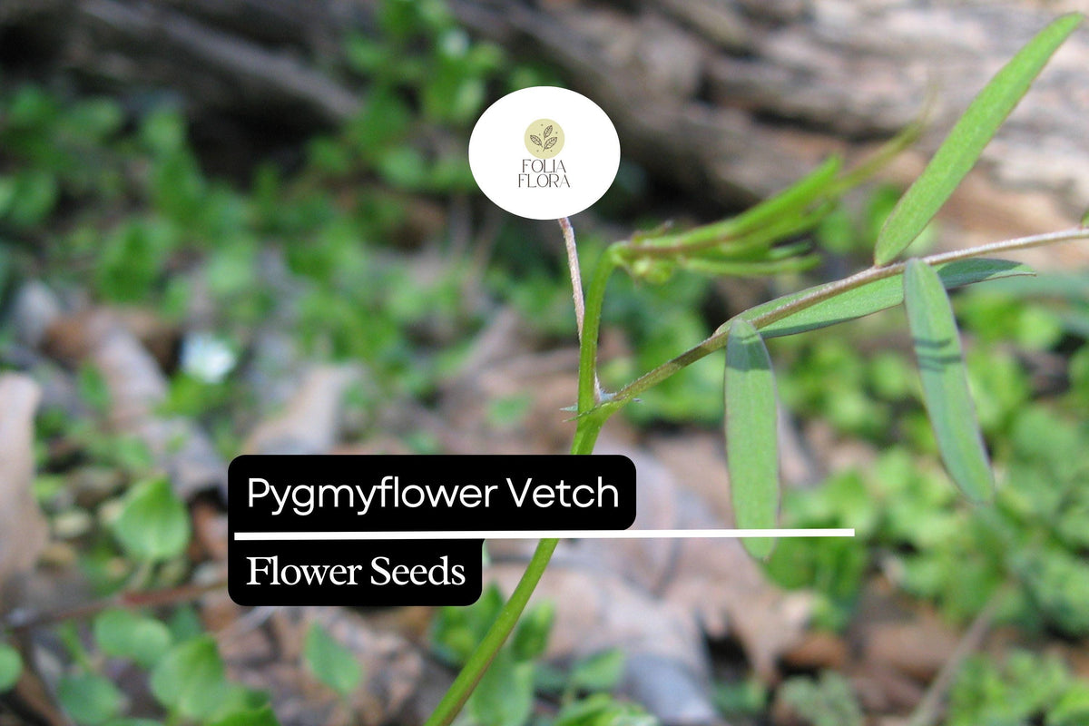 Pygmyflower Vetch Seeds, Ground Cover, Pollinator-Friendly Wildflower, Vicia minutiflora, 15 Seeds