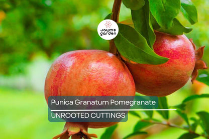 Punica Granatum Pomegranate Tree Cuttings, 6” Live Plants, Fast-Growing, Evergreen, Fruit-Bearing, USDA Zones 7-11, Organic