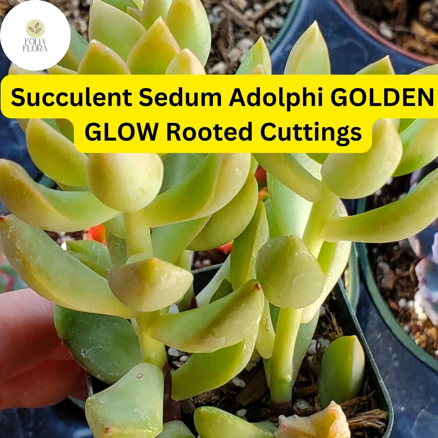 Sedum adolphi ‘Golden Glow’ Succulent Plants – 2 Bare Root Live Plants, Yellow-Green Foliage, Trailing, Drought-Tolerant, Indoor & Outdoor