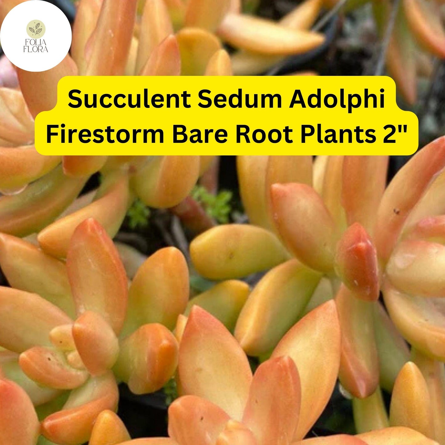 2" Sedum adolphi ‘Firestorm’ Succulent Plant with Red-Orange Foliage, Trailing, Drought-Tolerant, Live Bare Root