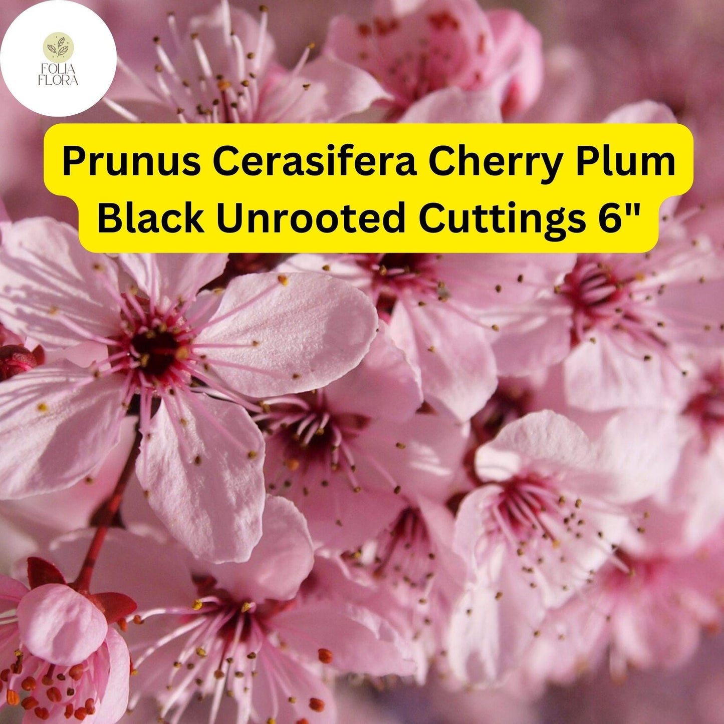Cherry Plum Black Cuttings – 3 Unrooted 6-Inch Prunus Cerasifera Fruit Tree for Edible Landscapes