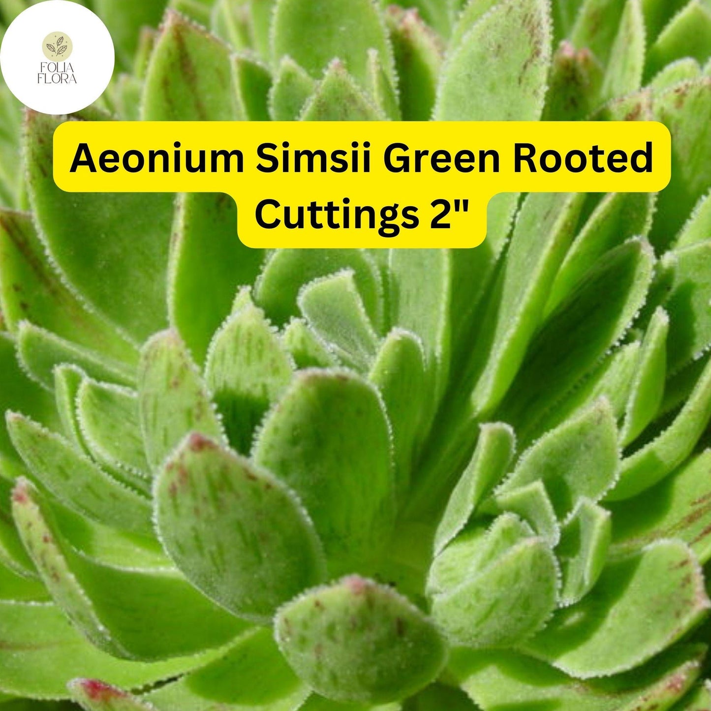 Aeonium Succulent Plant + 2" Rooted Cuttings + Green with Red Edges + Aeonium simsii