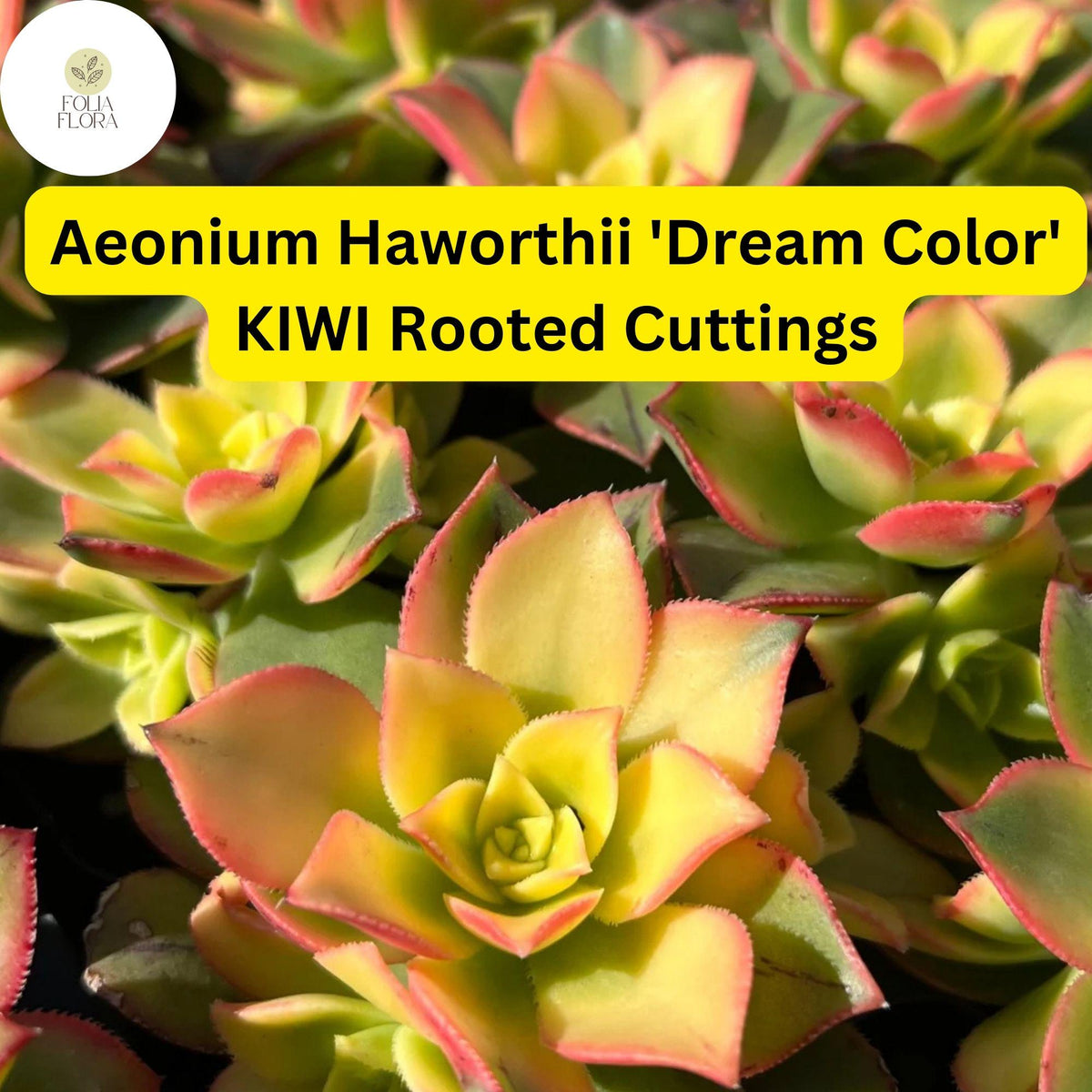 Aeonium Succulent Cuttings - Variegated ‘Dream Color’ Kiwi, Rosette, Drought-Tolerant, Live Plant, Indoor & Outdoor Gardening