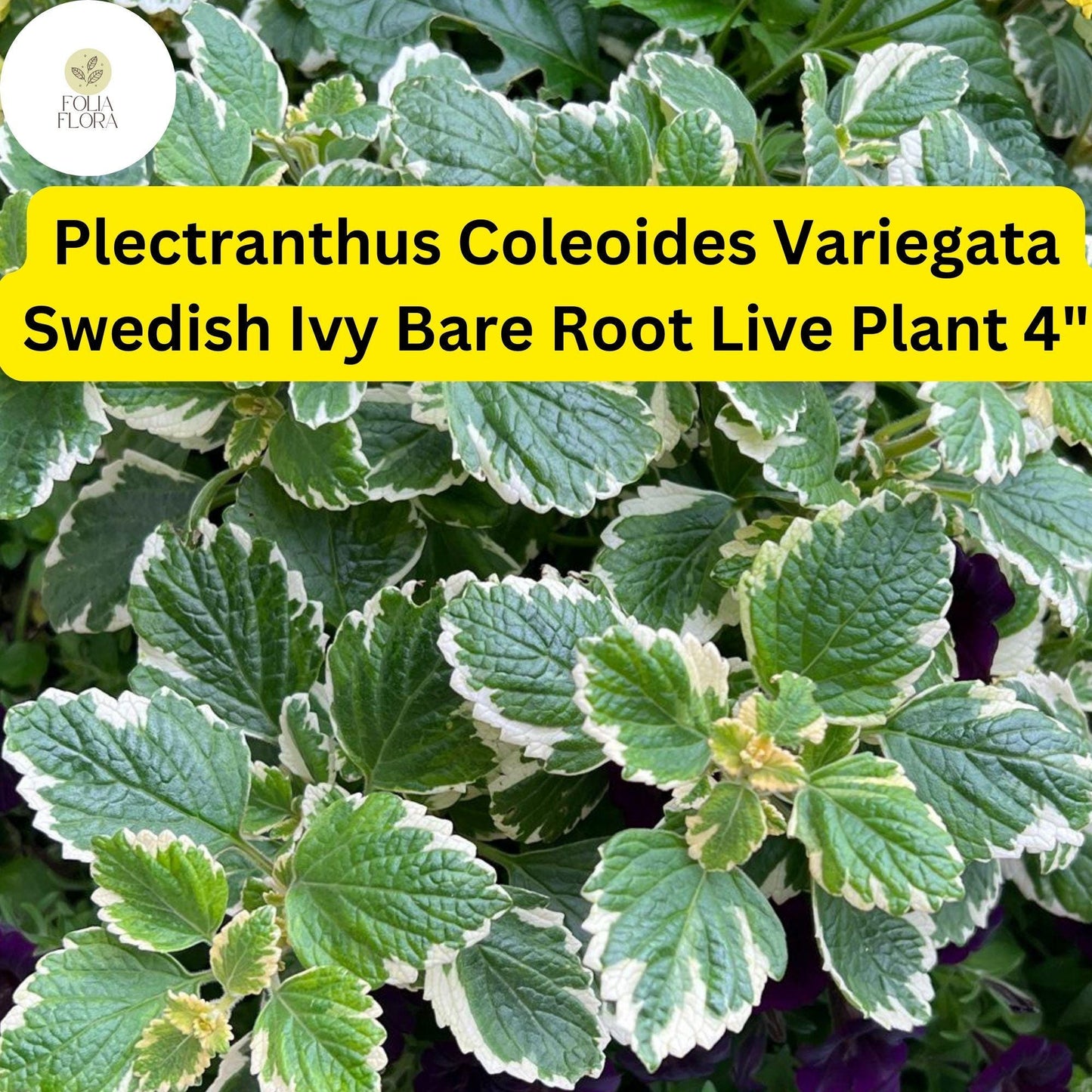 Variegated Swedish Ivy Plant | Plectranthus coleoides ‘Variegata’ | Trailing Houseplant for Indoor & Outdoor Decor
