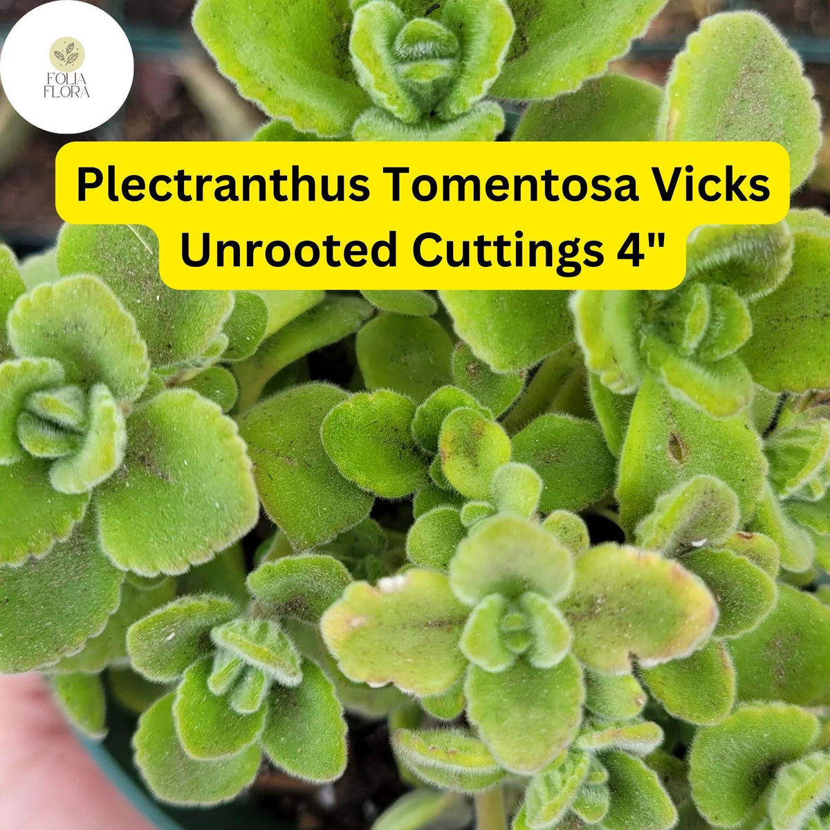 Plectranthus tomentosa Vicks Plant | 3 Live Succulent Cuttings | Aromatic Fuzzy Leaves | Easy-Care Indoor Herb