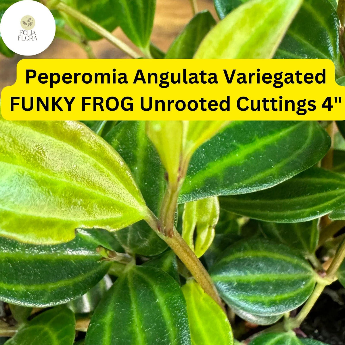 Peperomia angulata ‘Funky Frog’ | 4" Live Unrooted Cuttings | Variegated Trailing Houseplant, Easy-Care, Unique Foliage