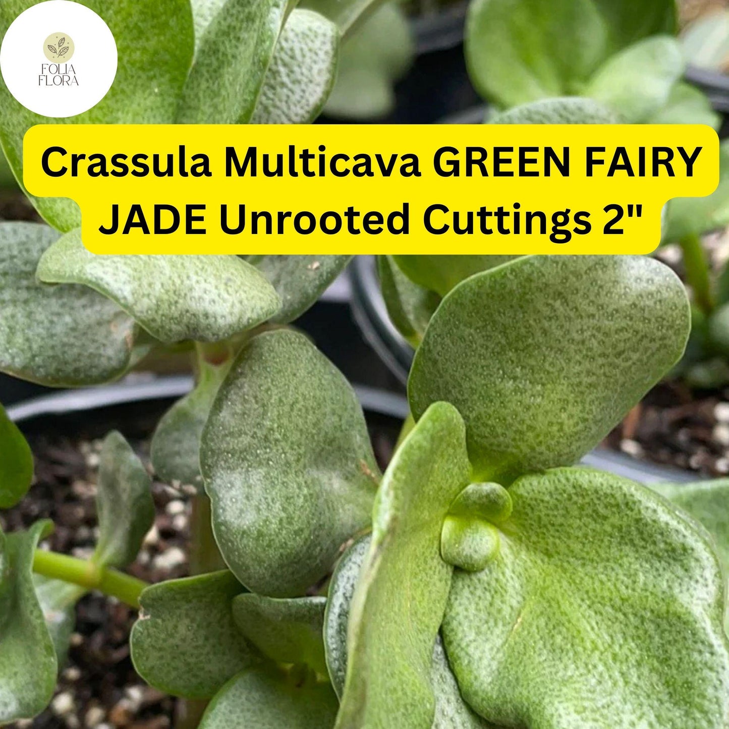 Green Fairy Jade Succulent Cuttings | 2 Unrooted Crassula Multicava Ground Cover, Trailing, Drought-Tolerant, Easy-Care
