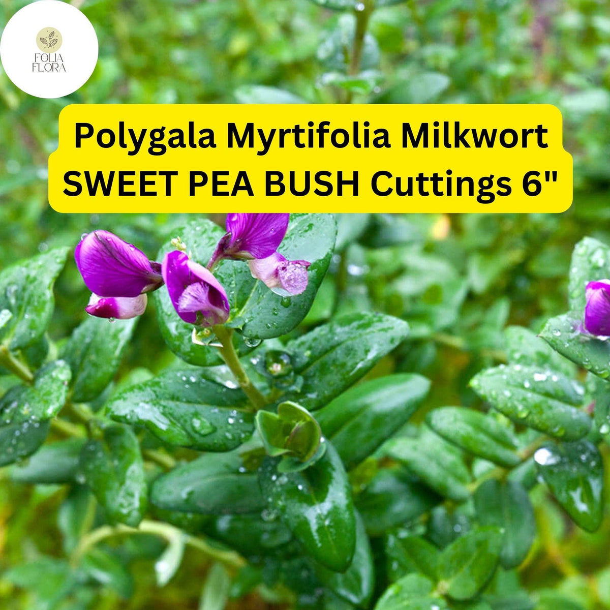 Polygala Myrtifolia 'Sweet Pea Bush' Cuttings – Purple Blooms, Evergreen Shrub, Drought-Tolerant, Pollinator-Friendly