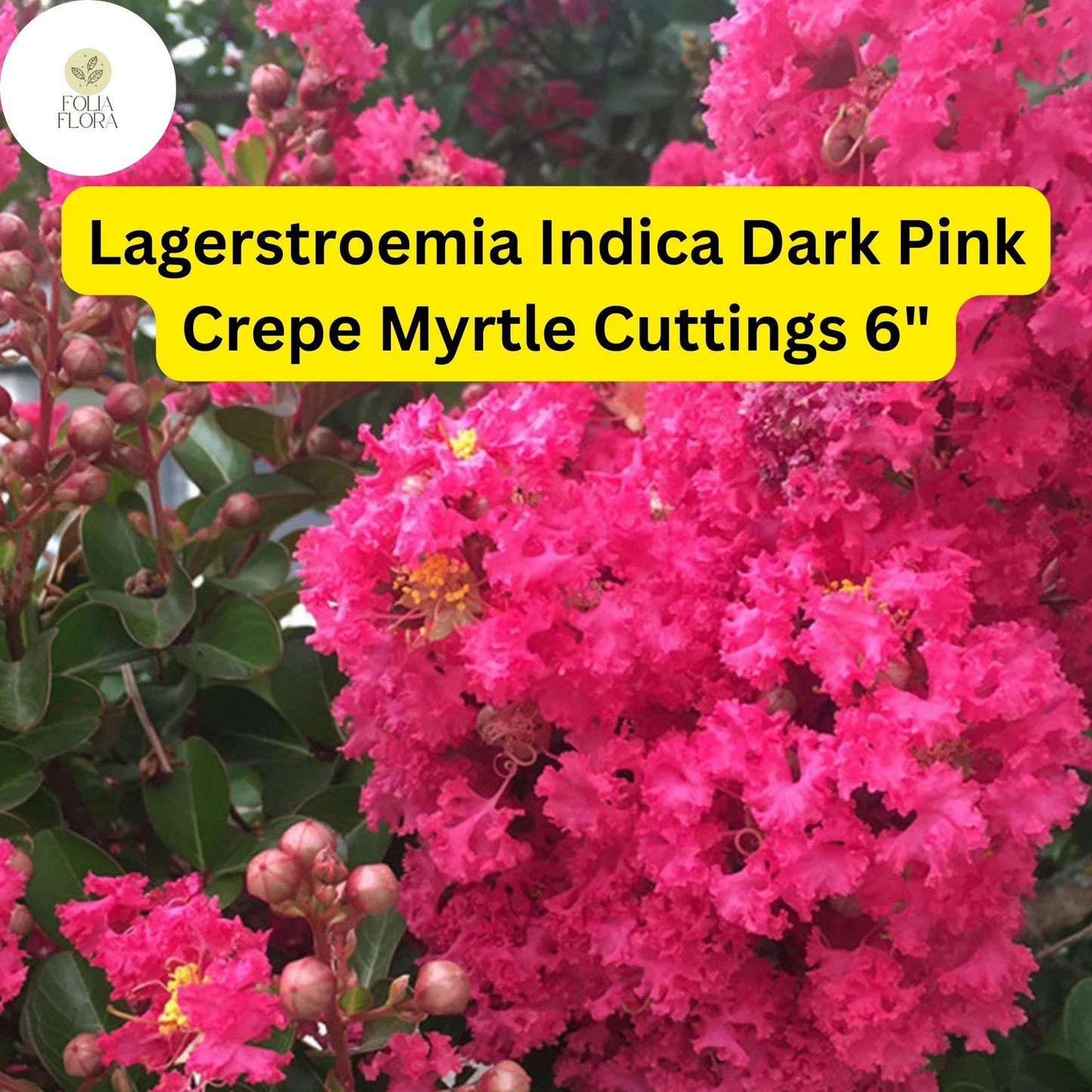 Dark Pink Crepe Myrtle Cuttings | Drought-Tolerant, Long Blooming | Lagerstroemia Indica