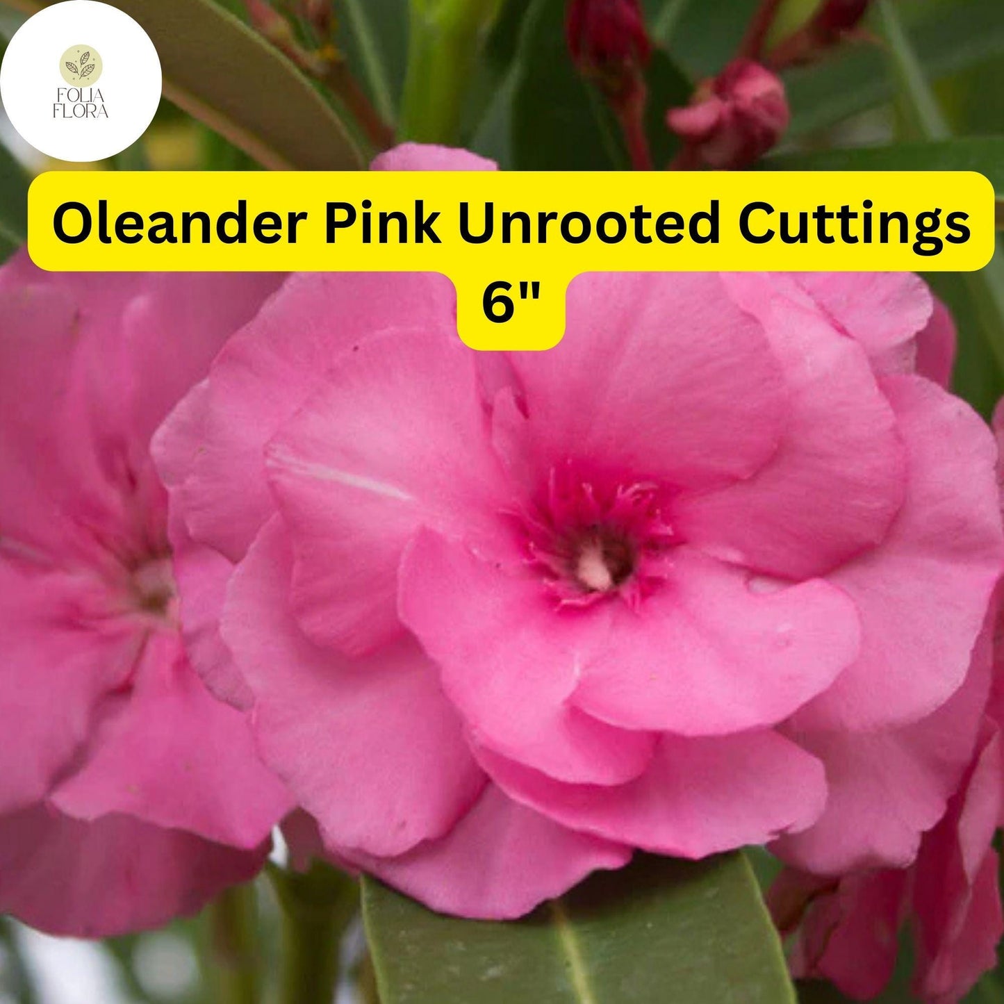 Pink Oleander Cuttings - 6" Unrooted Live Shrubs, Drought-Tolerant, Evergreen, Flowering, Nerium Oleander, Coastal Garden Plant