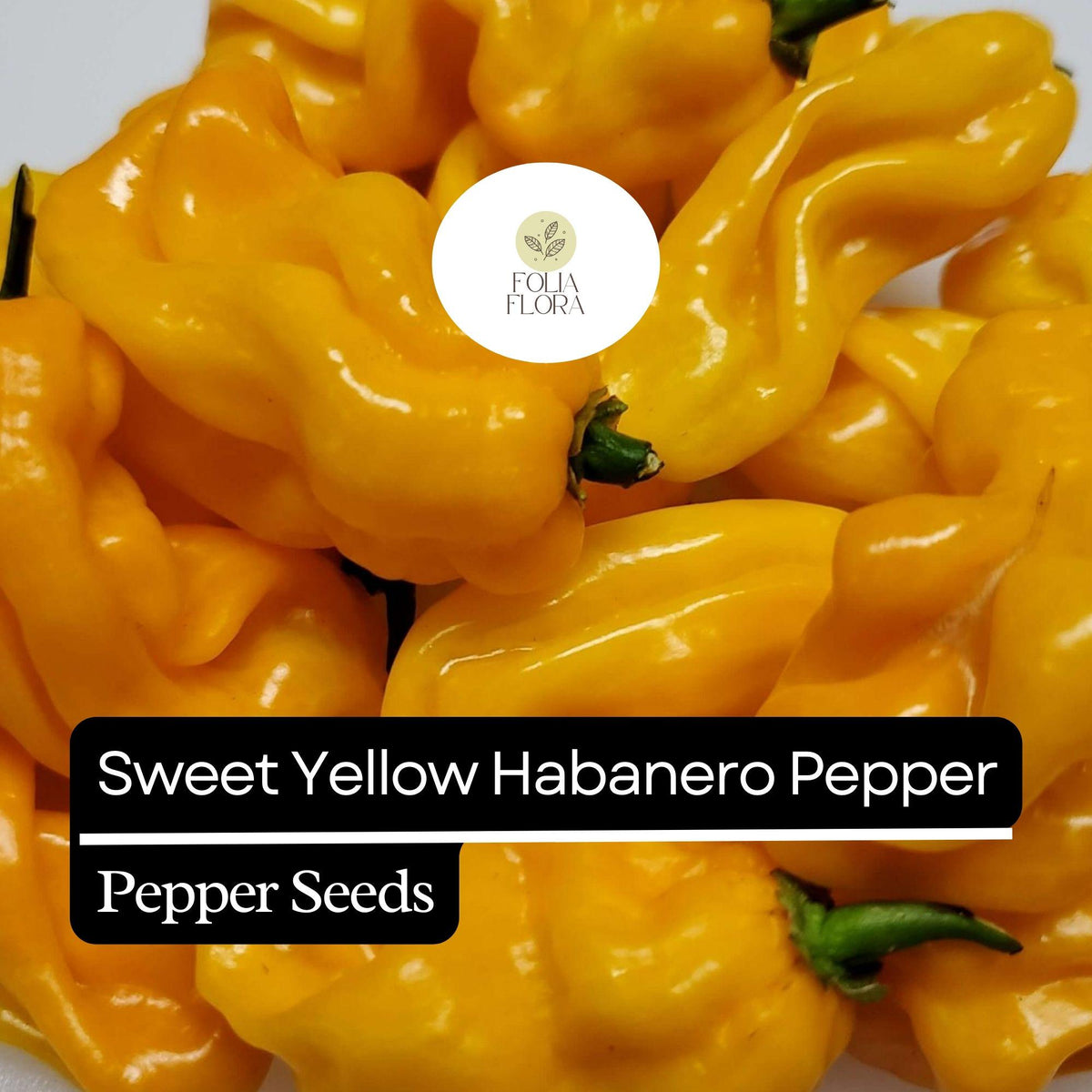 Sweet Yellow Habanero Pepper Seeds – Heirloom, Non-GMO, Fruity Flavor, No Heat, Capsicum chinense, 20 Seeds