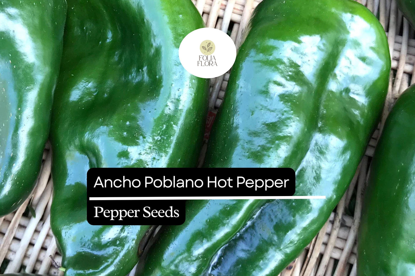 25 Ancho Poblano Pepper Seeds – Heirloom, Non-GMO, Mildly Spicy, Capsicum annuum, Gourmet Culinary, Garden Grow