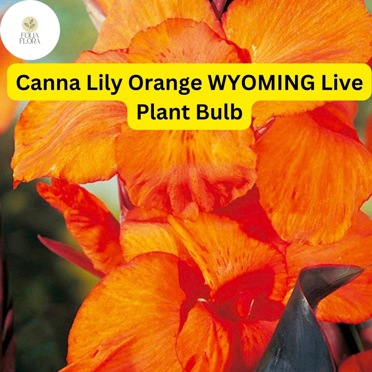 Orange Wyoming Canna Lily Bulb | Tropical Perennial with Fiery Orange Flowers & Purple Foliage | Canna indica 'Wyoming'