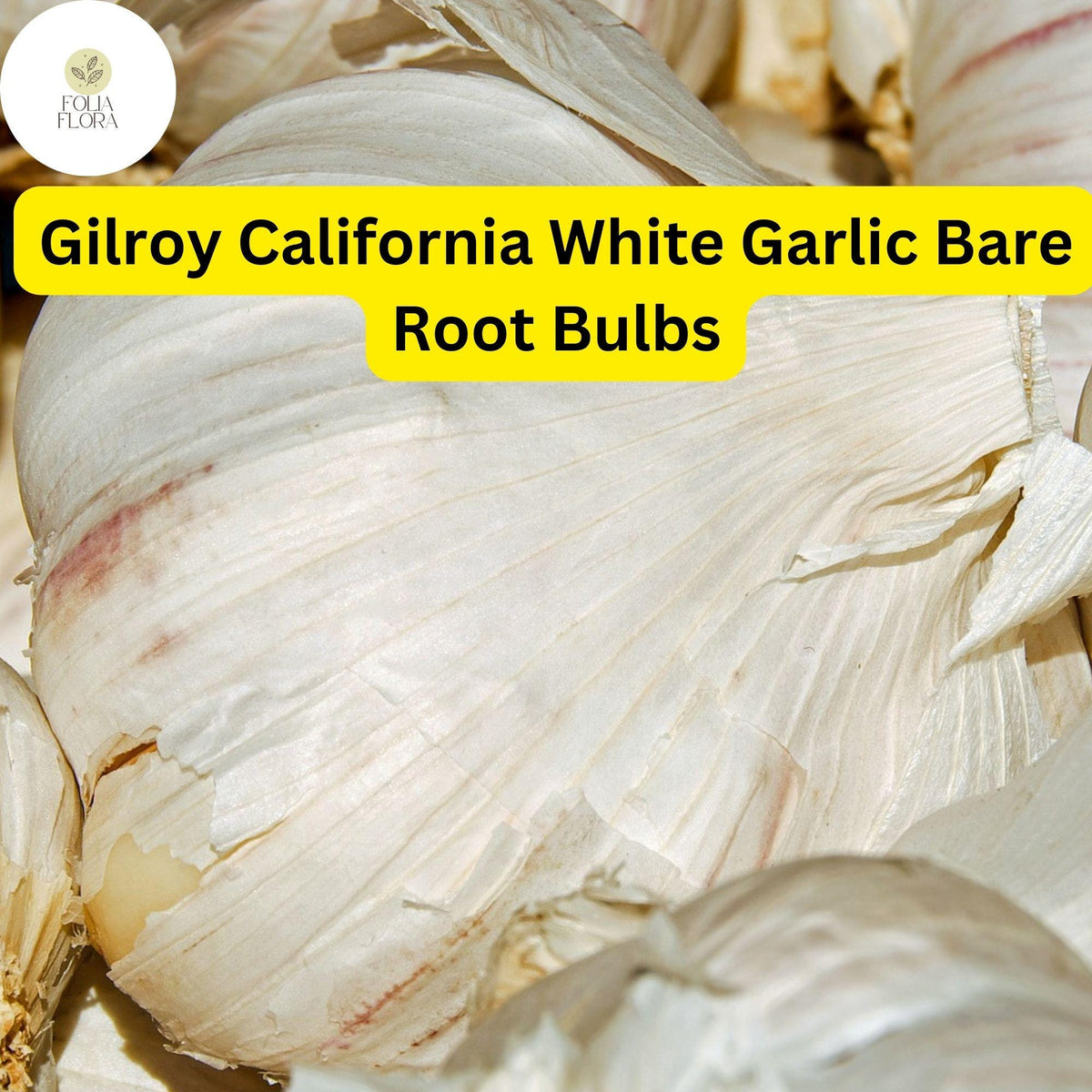 Allium Sativum Gilroy California White Garlic Bulbs – Heirloom, Hardneck, High-Yield, Culinary, Aromatic, Bare Root