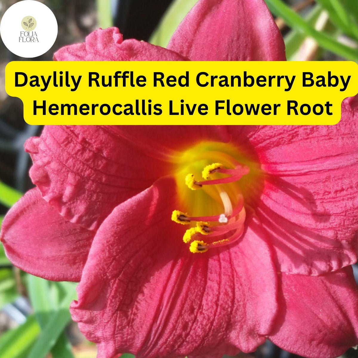 Daylily Ruffled Red Cranberry Baby Live Rooted Plant - Reblooming, Drought-Tolerant, Pollinator-Friendly, Hemerocallis