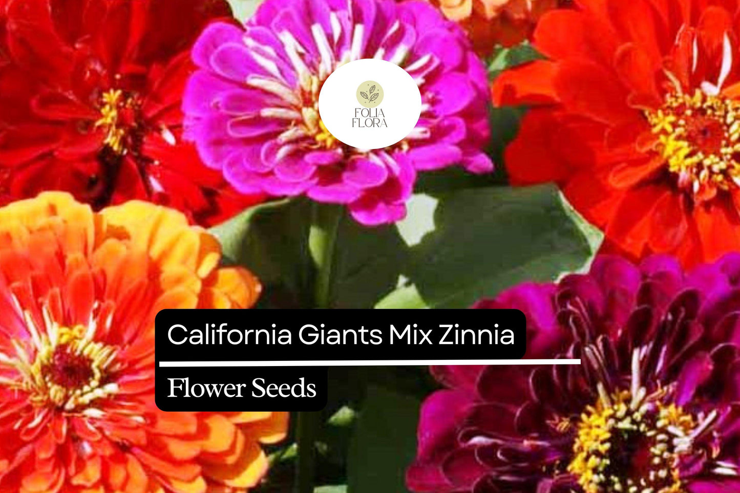 California Giant Zinnia Seeds – 100 Pack, Vibrant Mixed Colors, Large 5-6 Inch Blooms, Pollinator-Friendly, Easy to Grow, Zinnia elegans