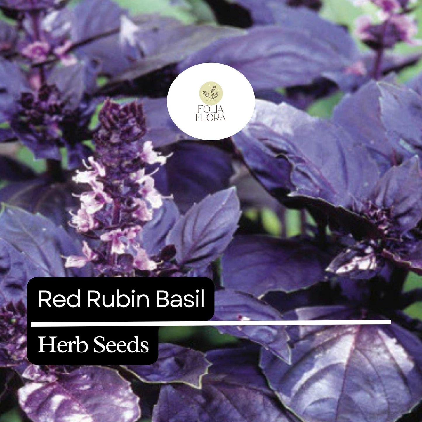 Red Rubin Basil Seeds – 200 Non-GMO Heirloom Seeds for Culinary & Garden, Deep Purple Leaves, Ocimum basilicum 'Red Rubin'